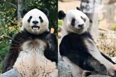 最後の2頭ついに中国へ】54年ぶり“飼育ゼロ”の寂しさを癒せ! 国内歴代