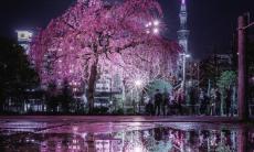 「満開の桜にゲリラ豪雨」　←最悪シチュエーションが生み出した「最高の景色」をご覧ください