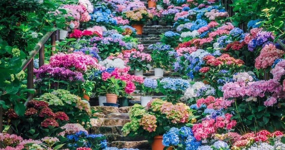 圧倒的な紫陽花に溺れそう　「花の御寺」の階段が呼吸を忘れる美しさ