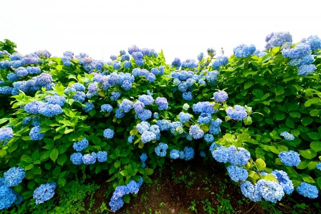 アジサイの色は「土の酸度」で変わると言うけれど...　日本で〝青〟のイメージ強いのは何故？