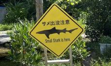 こんなとこにも出没するの！？　沖縄の離島で〝サメの泳ぐ池〟が発見される