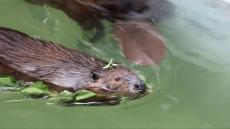 ビーバーさん、頭に〝小さなお友達〟乗っけて登場　動物園で激写された「絵本のような光景」話題