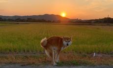 「色んな意味で絶好のタイミング」　柴犬の〝美しすぎるウンチング〟に2.5万人見惚れる