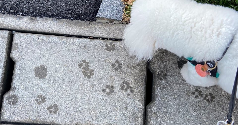 お散歩中のフワフワ犬が残した〝痕跡〟に5.1万人身もだえ　可愛すぎて道路を剥がしたいレベル