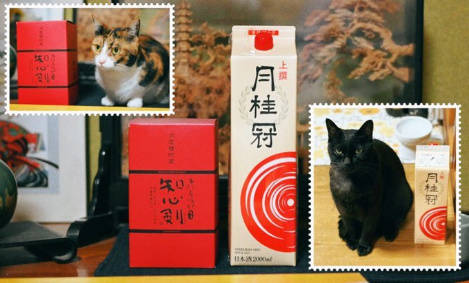 猫たちの〝謎ルール〟に2.1万人がキョトン　カメラを向けると、何故か「ある場所」へ移動して...