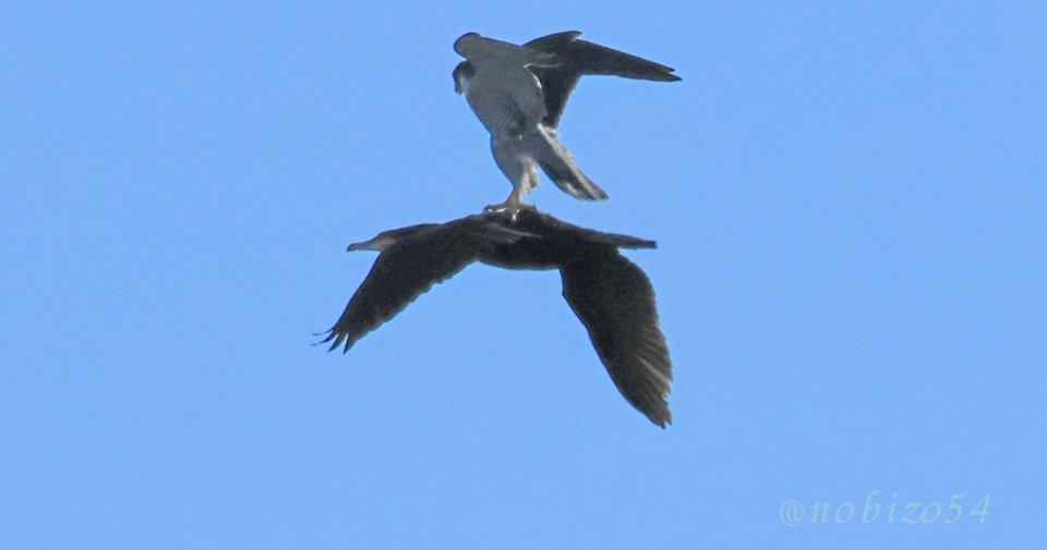 野鳥同士の〝珍交流〟激写される　「これで早く飛べるのか？」「面白くてやってんだろうな」と人間困惑