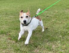 〝親がカレンダーに書いてたメモ〟に9.7万人ほっこり　愛犬とのグランピングが楽しみすぎて...「かわいい！！」「親の絵の質感」