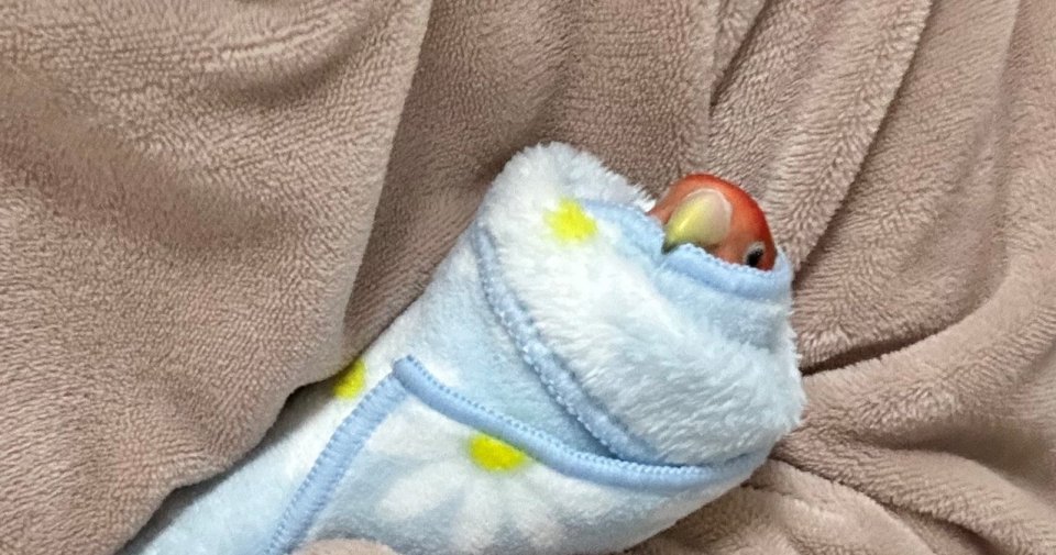 飼い主大好きインコさん、解き放たれても「ずっとこう」　赤ちゃんすぎる〝放鳥中のすがた〟に3.4万人もん絶