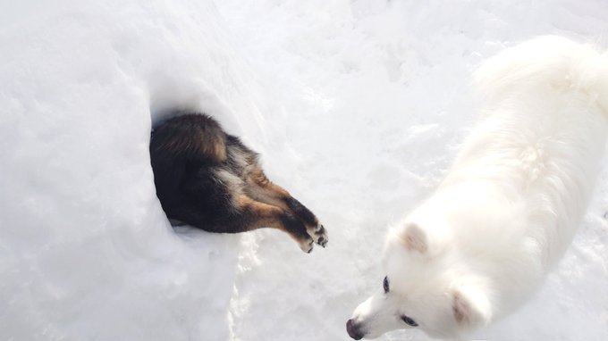 「雪遊びしていた犬が刺さってる」　謎すぎる光景に8.6万人驚がく...何があった？