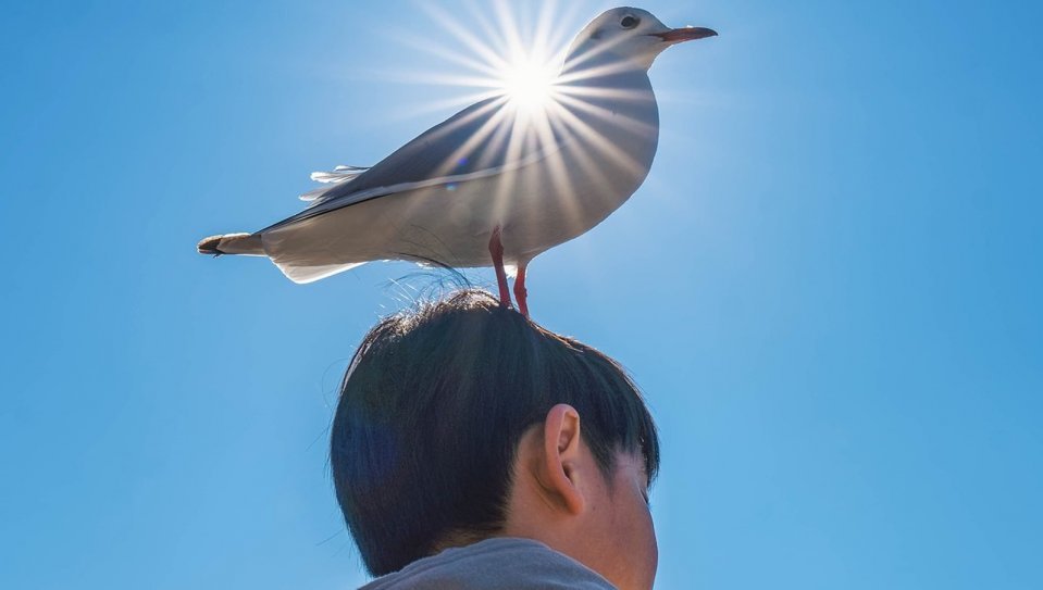 「海軍元帥...？」「聖☆おにいさんっぽい」　神々しすぎるカモメ、頭上に到来...奇跡的光景に11万人感嘆