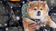 〝揚げパン〟みたいになっちゃった...　雪から抱き上げられた柴犬に8.6万人の心ホクホク