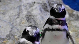 離婚、朝帰り、三角関係ペンギンたちの〝恋模様〟がフクザツすぎ