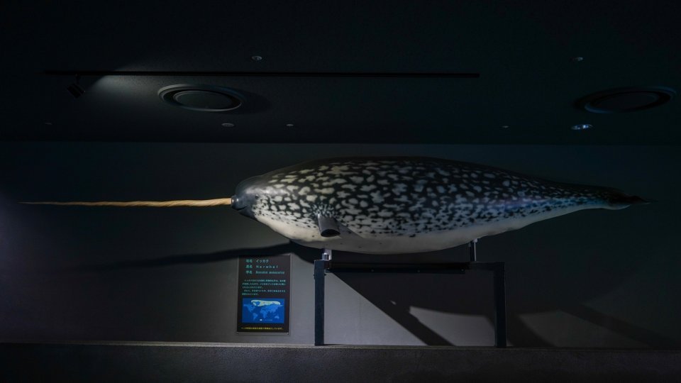 うそだろ？！」「絶対見に行かなくちゃ」 三重・鳥羽水族館の〝激レア