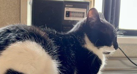 こんなにかわいいものがこの世に存在するなんて」 奇跡の模様を持つ猫