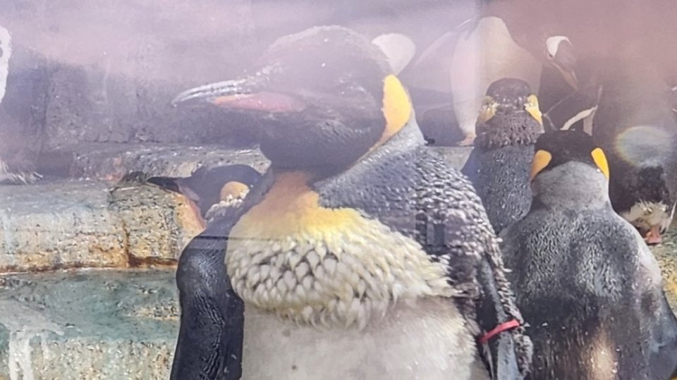 なんでそこだけ」「偶然こうなるとは」 換羽ペンギンの〝ボリューム