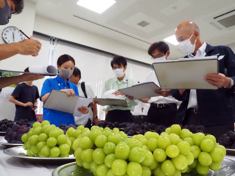川崎に自慢の品ずらり　特産「多摩川梨」とブドウの品評会　「甘くておいしく十分な品質」