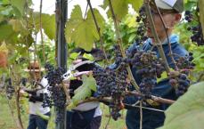 荒れた雑木林、3年かけて「世界一の産地」に　小田原産ワイン商品化へブドウ収穫