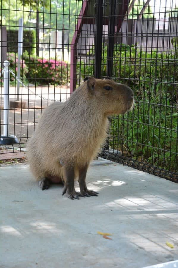 平塚市総合公園のカッピー死ぬ　逃走、放浪、保護され…愛されたカピバラ推定6歳