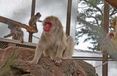 小田原城のサル　〝引っ越し〟費用900万円を市が計上　12月に茨城の動物園へ