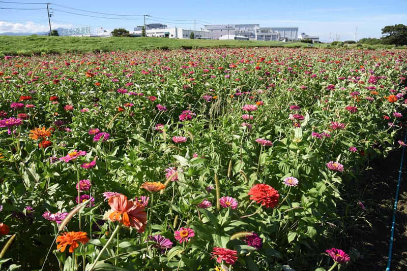 平塚でコスモスとヒャクニチソウが見頃　相模川河川敷の花畑　夏の終わりを予感