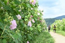 南足柄の農道彩る700本　地元有志がスイフヨウ栽培　「酔芙蓉まつり」も開催