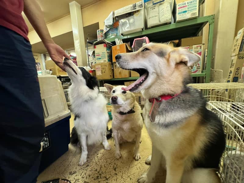 神奈川県警押収　虐待受けたとされる犬5匹が行方不明　「立証を検証できない」