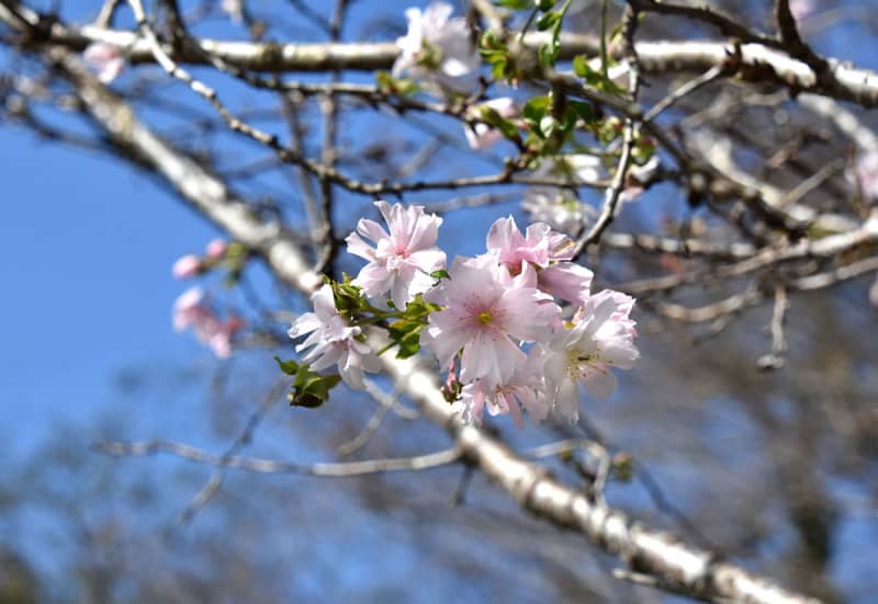 1年に2度咲く「十月桜」　秦野のそば店の一角でほころぶ