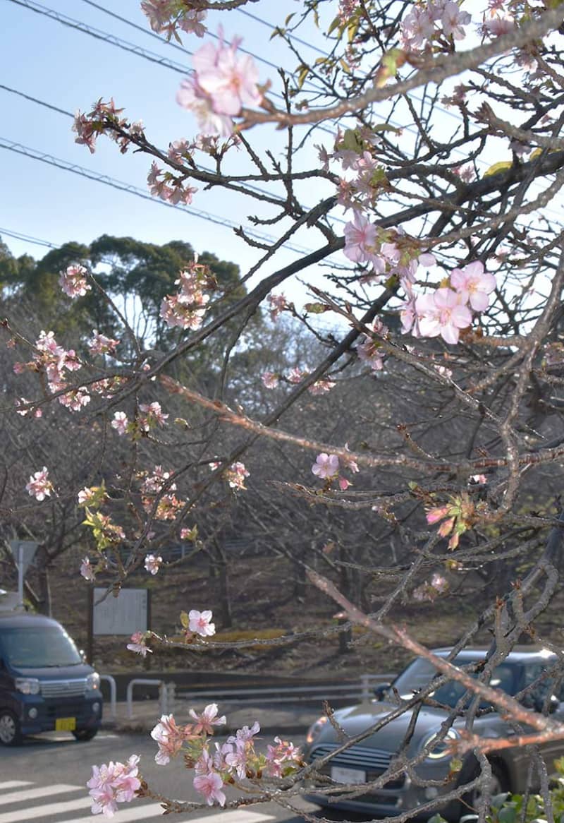 「こんなの初めて」3カ月以上早く開花　神奈川・三浦の河津桜、地元住民も驚き「猛暑の影響では」