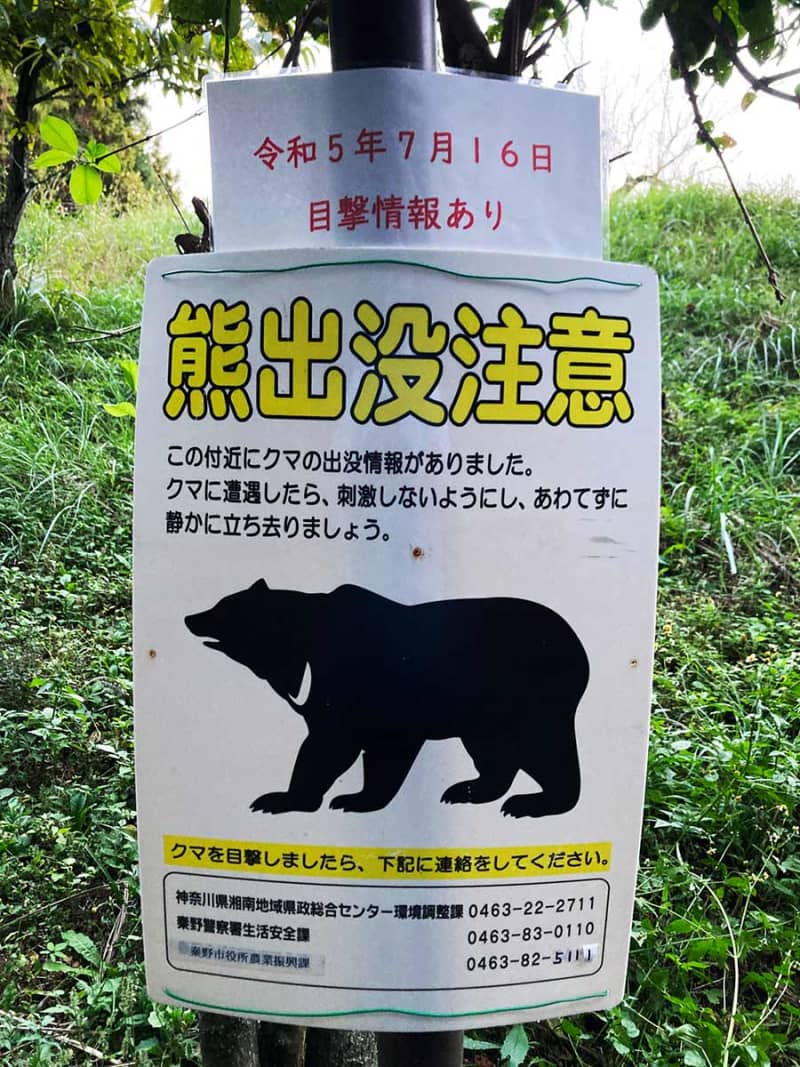 神奈川の丹沢でもクマ目撃情報が増加　専門家「冬眠前に餌探す11月は要注意」