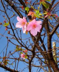 「秋に見たのは初めて」季節外れのピンクの花びら　綾瀬で河津桜が開花