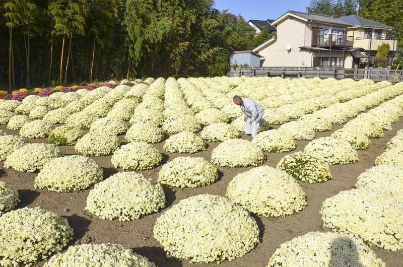 地域に愛され20年、神奈川・二宮町のざる菊園が今年で幕　花好き農家が無料で一般開放「今後は見る側に」