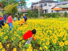 10万本の「冬のひまわり」、神奈川・寒川町で摘み取り　秋も高温で例年より2週間早く開花