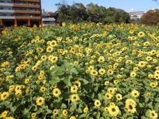 冬のヒマワリ、残暑で8割もう開花　座間の公園、例年の見ごろはクリスマスなのに…