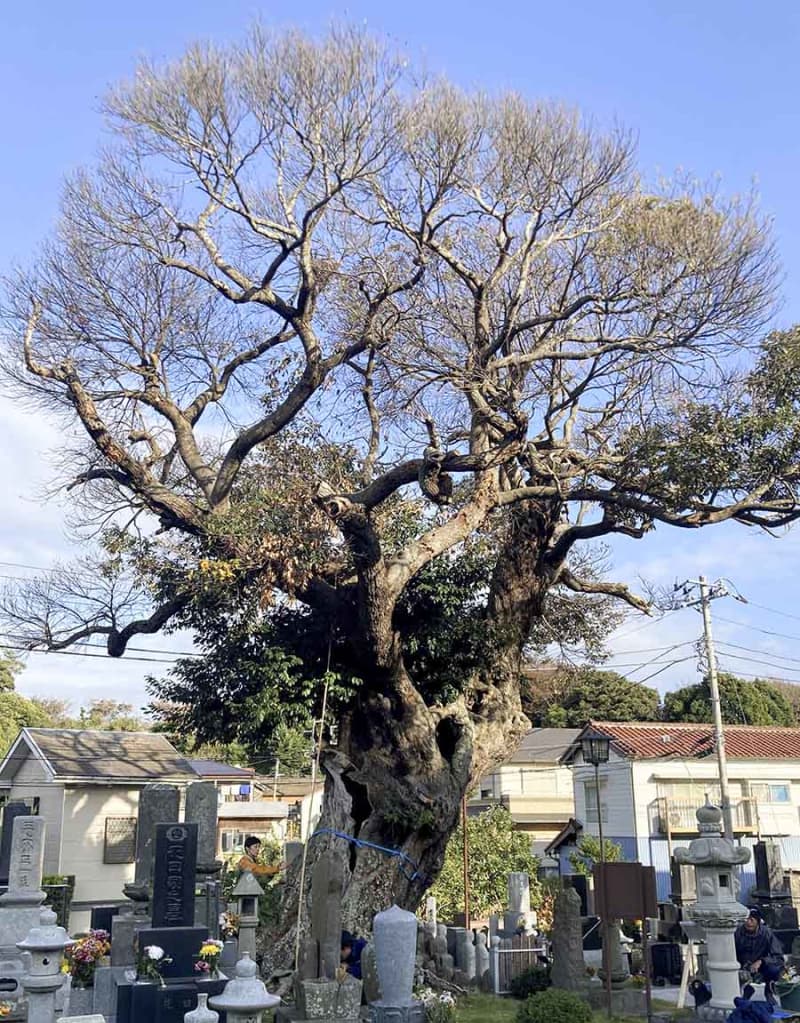 樹齢600年、三浦の古木が日本樹木遺産に　神奈川初認定で25日に記念イベント