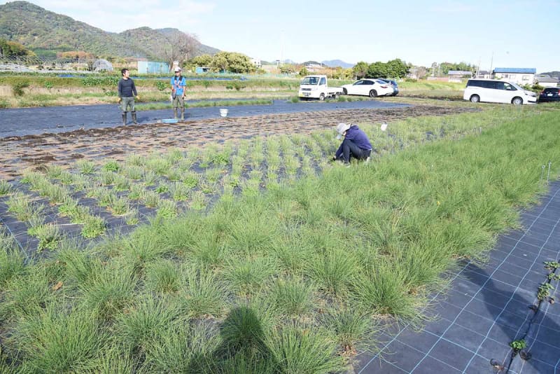 伊勢原を薬草の里に　漢方薬材料「マオウ」栽培、国内初の商業出荷に成功