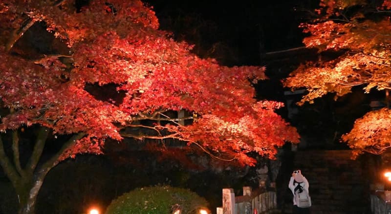 南足柄・大雄山最乗寺で紅葉ライトアップ　27日まで