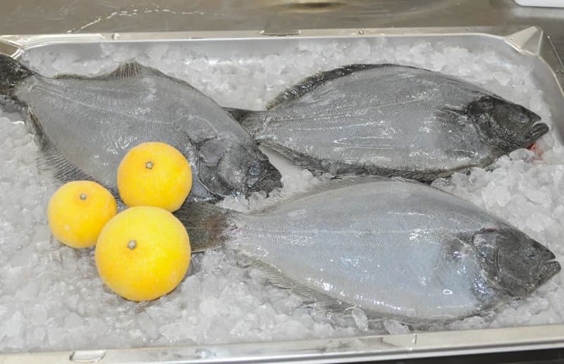 神奈川名産「湘南ゴールド」を食べて育ちました　かんきつ香るヒラメ、横須賀の高校生が開発