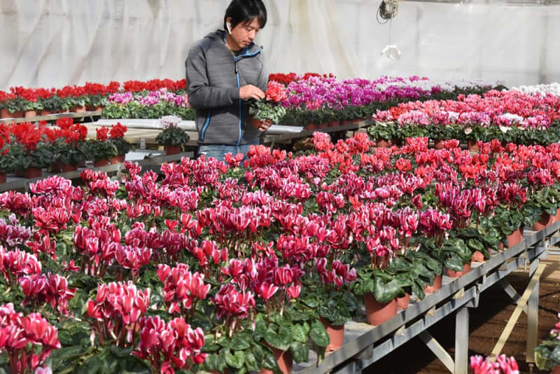 神奈川・秦野でシクラメンが出荷シーズン　年の瀬彩る赤やピンク…「上手に育てて、長く楽しんで」