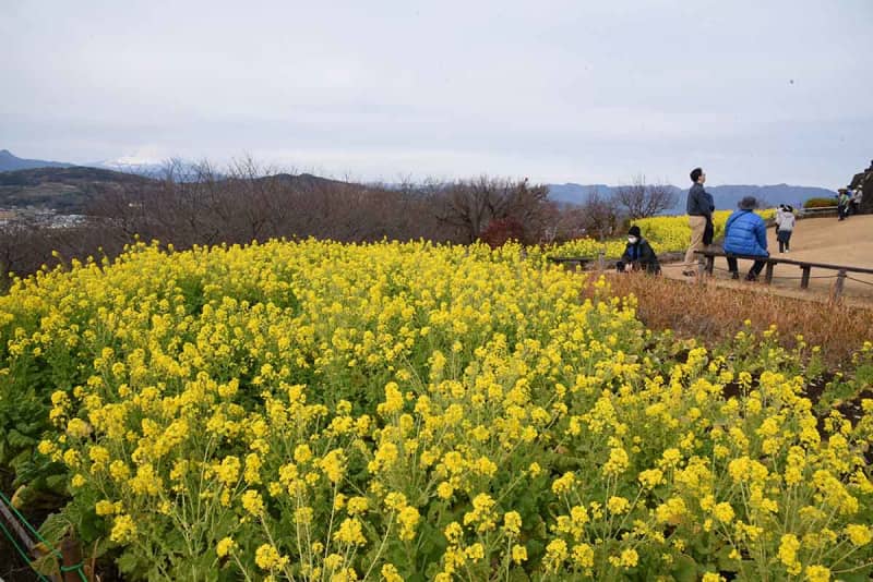 甘い香り、一足早い春を体感　二宮・吾妻山で早咲き菜の花6万株が見頃