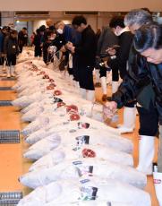 三浦・三崎の市場で冷凍マグロ初取引　メバチ中心に333本ずらり