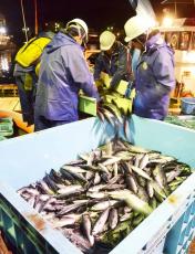 昨秋から異例の豊漁続き、小田原漁港は初競りも活況　水温上昇で黒潮変化が影響か