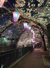 横浜・大岡川プロムナード　桜ライトアップ継続へ、住民らクラファンに挑戦