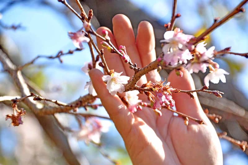 横浜の寒空、ちょっと早い春の便り　ピンクの「子福桜」と「十月桜」が彩り