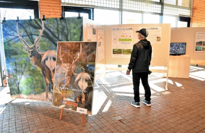 丹沢山地で過密化…シカ捕獲の現場を知る　秦野で神奈川県猟友会が特別展