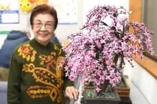 折り鶴3千羽「桜」満開　鎌倉の90歳女性が新聞紙使い　腰越郵便局で展示