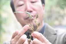 120年に1度？　横浜のこども植物園、竹の花が開花