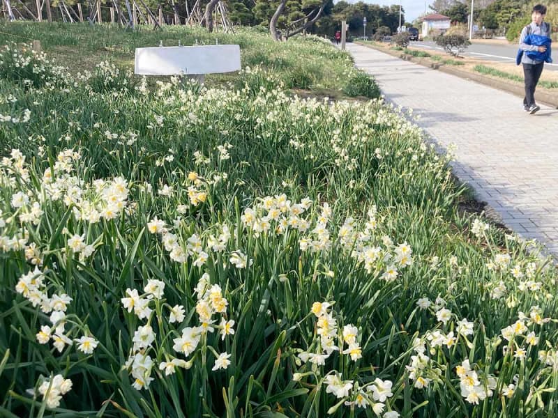 ほのかに香る八重咲きスイセン　冬の風物詩、三浦・城ケ島で60万株見頃