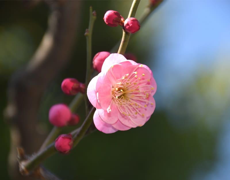 紅梅の香り、春の訪れ告げ　横浜・光明寺でかれんな花びら見頃