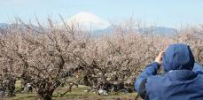 富士山彩る早咲きの梅　小田原・曽我梅林、29日まで恒例「まつり」