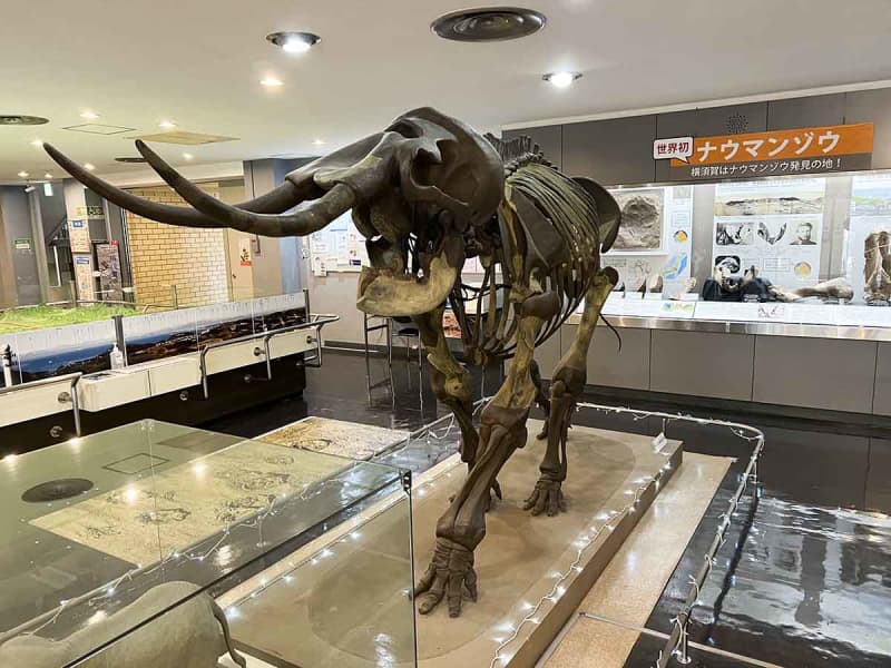 横須賀市自然・人文博物館が生まれ変わる　最新デジタル技術で時代に合った展示に　30年度完成目指す
